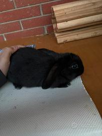 Coniglio nano ariete semicucciolo