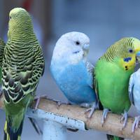 Pappagalli (cocorite)