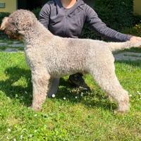 Lagotto da tartufo con pedigree