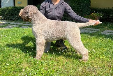 Lagotto da tartufo con pedigree