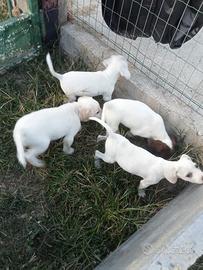 Cuccioli da tartufo