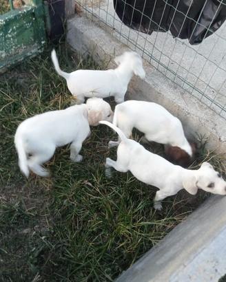 Cuccioli da tartufo