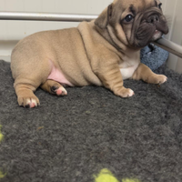 Cuccioli bulldog francesi