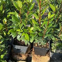 Piante recinzione alloro