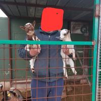 Caprette femmine tibetane