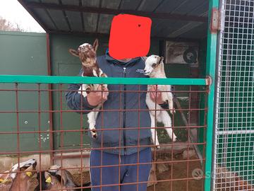 Caprette femmine tibetane