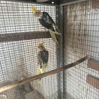 Coppia riproduttiva calopsite