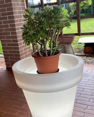 Porta vaso in polietilene bianco trasparente