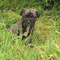 Cane corso