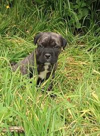 Cane corso