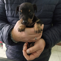 Cucciolo di Jack russel