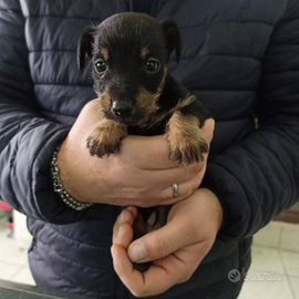Cucciolo di Jack russel