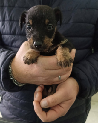 Cucciolo di Jack russel