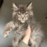 Cucciolo Maine Coon