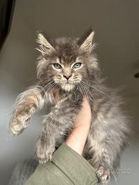 Cucciolo Maine Coon
