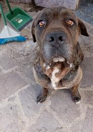 cane corso di 4 anni