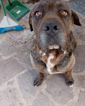 cane corso di 4 anni