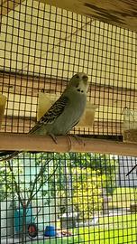 Cocorite