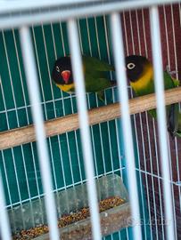 Inseparabili