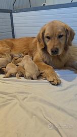 Cuccioli Golden Retriever americano pedigree ENCI