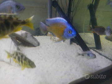 Ciclide Copadichromis borleyi kadango