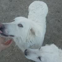 Cuccioli di pastore maremmano abruzzese