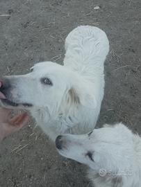 Cuccioli di pastore maremmano abruzzese