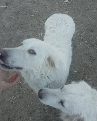 Cuccioli di pastore maremmano abruzzese