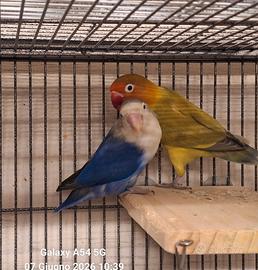 Coppia inseparabili