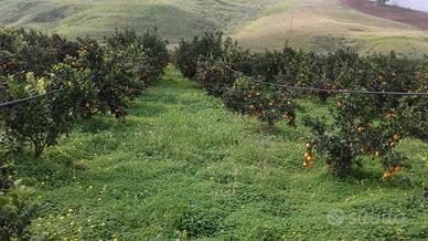 Terreno con abitazione