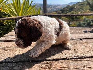 Cucciolo lagotto