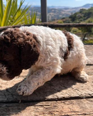 Cucciolo lagotto