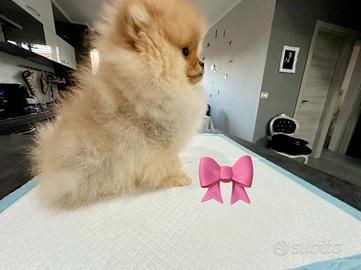 Pomerania 4 mesi