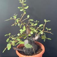 Leccio bonsai