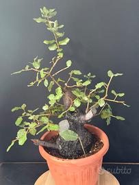 Leccio bonsai