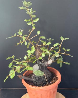 Leccio bonsai