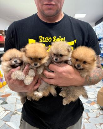 Spitz pomerania