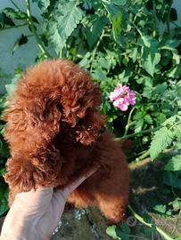 Cucciola barboncino mini toy red