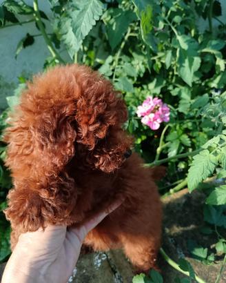 Cucciola barboncino mini toy red
