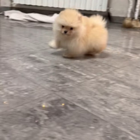 Spitz Pomerania taglia toy