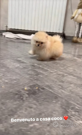 Spitz Pomerania taglia toy