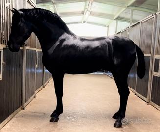 Cavallo Andaluso