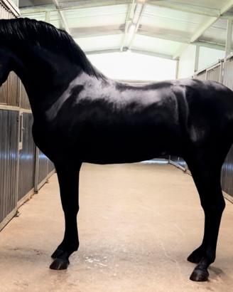 Cavallo Andaluso