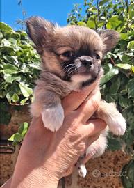 Cucciolo di chihuahua