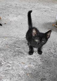 gattini cuccioli 