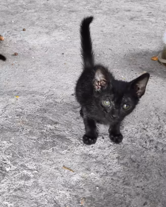 gattini cuccioli 