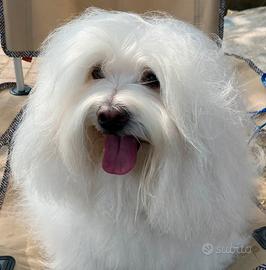 Coton de Tulear maschio per accoppiamento