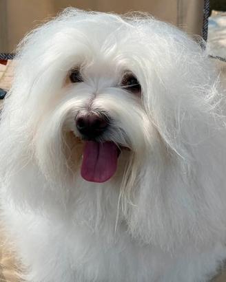 Coton de Tulear maschio per accoppiamento