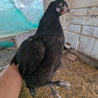 Australorp
