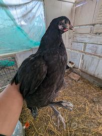 Australorp